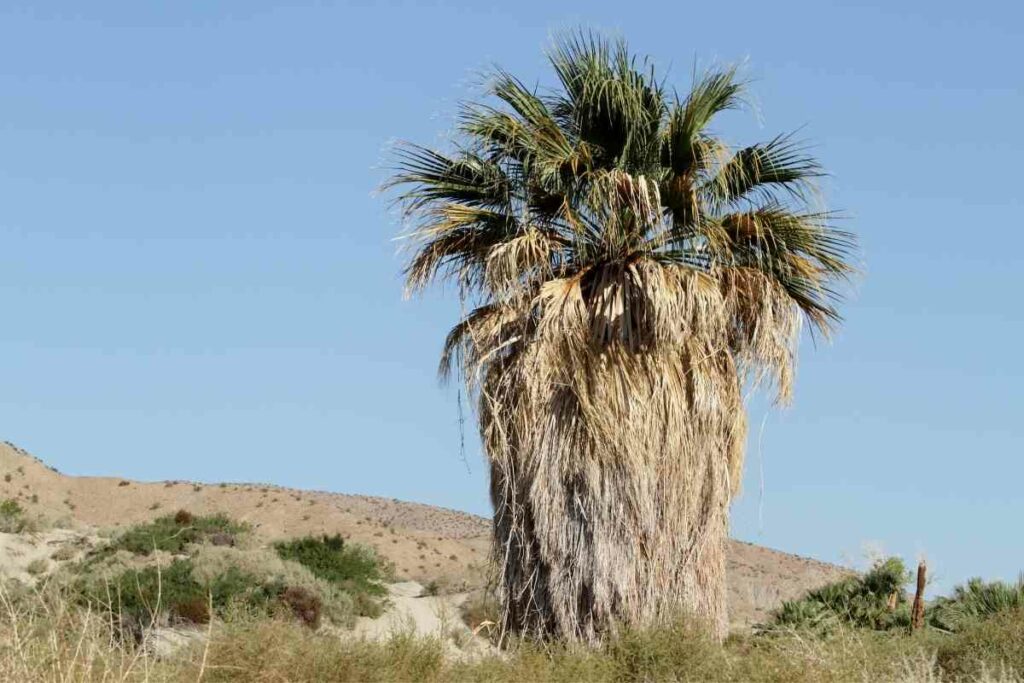 California fan palm tree
