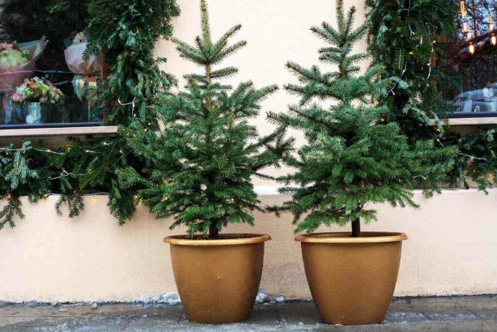 Potted evergreens can survive cold