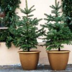 Potted evergreens can survive cold