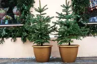 Potted evergreens can survive cold