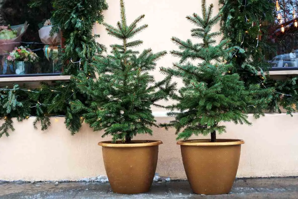 Can Potted Evergreens Survive Cold Falls and Winters?