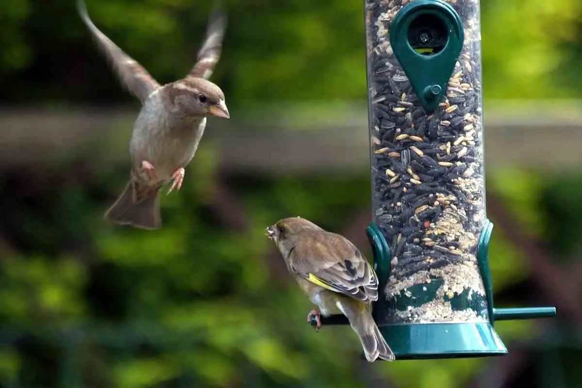 Can You Overfeed Garden Birds?
