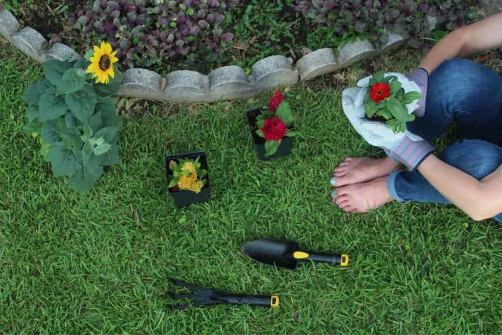 Zinnias gardening