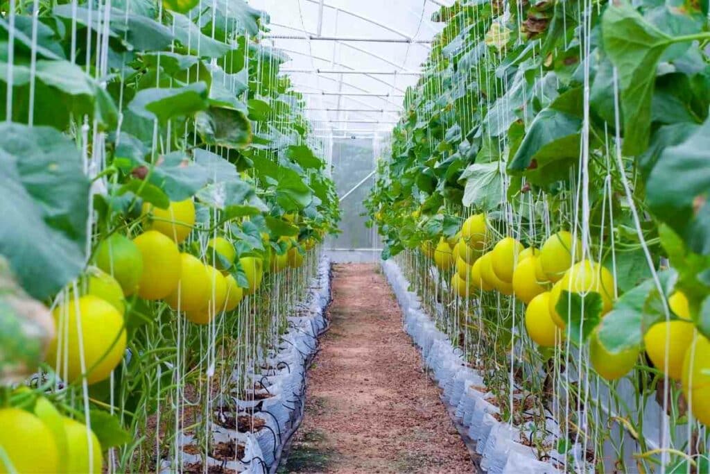 Canary melon yellow fruit