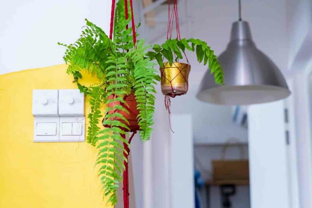 Boston fern growers guide