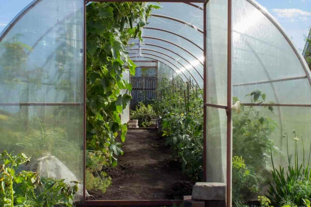 Crops in winter greenhouses tips
