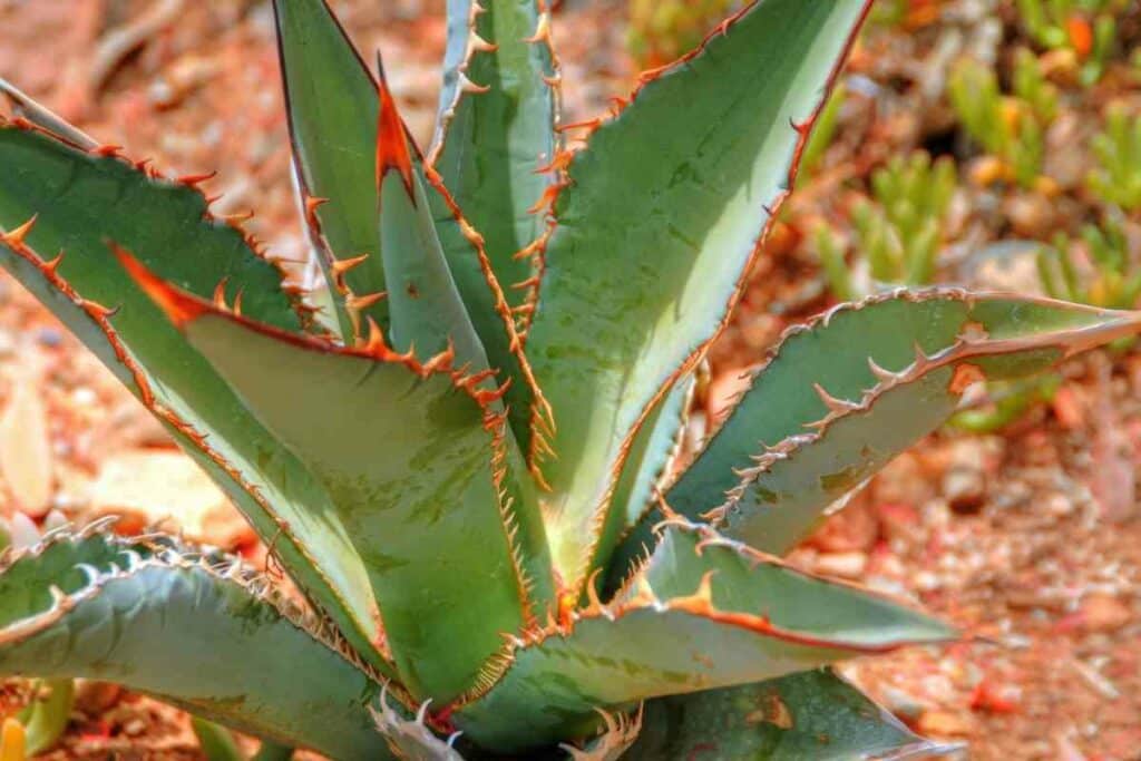 Century desert plant