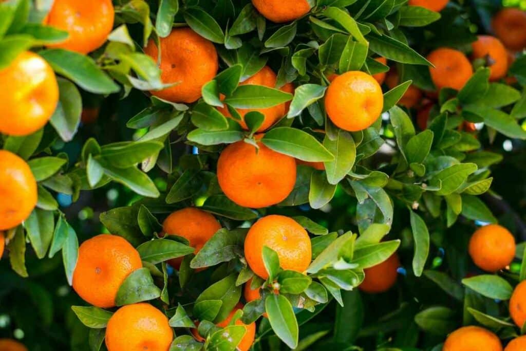 Clementines in season