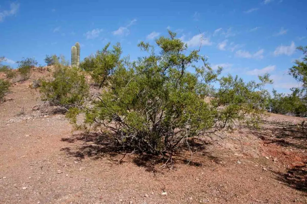 Creosote desert bush