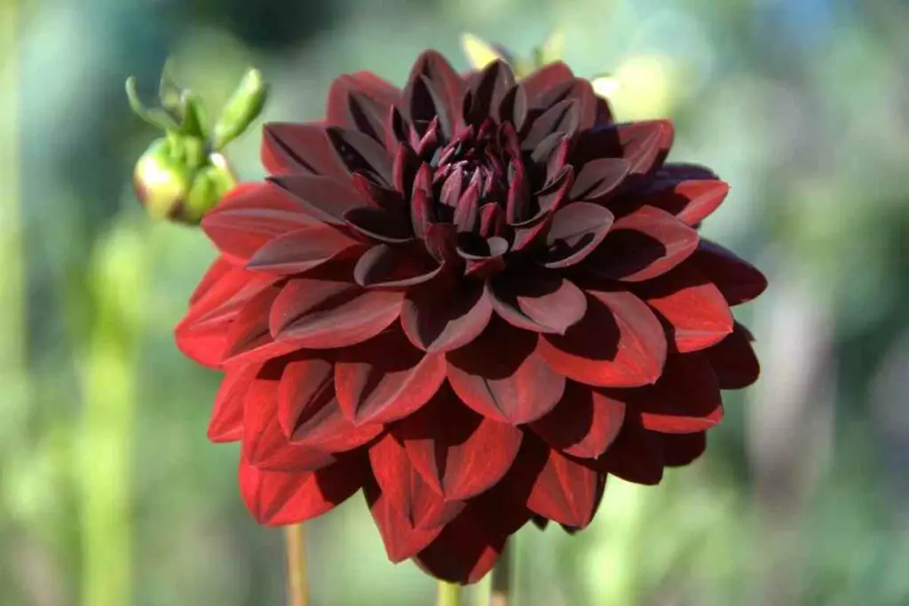 Dahlia dark red