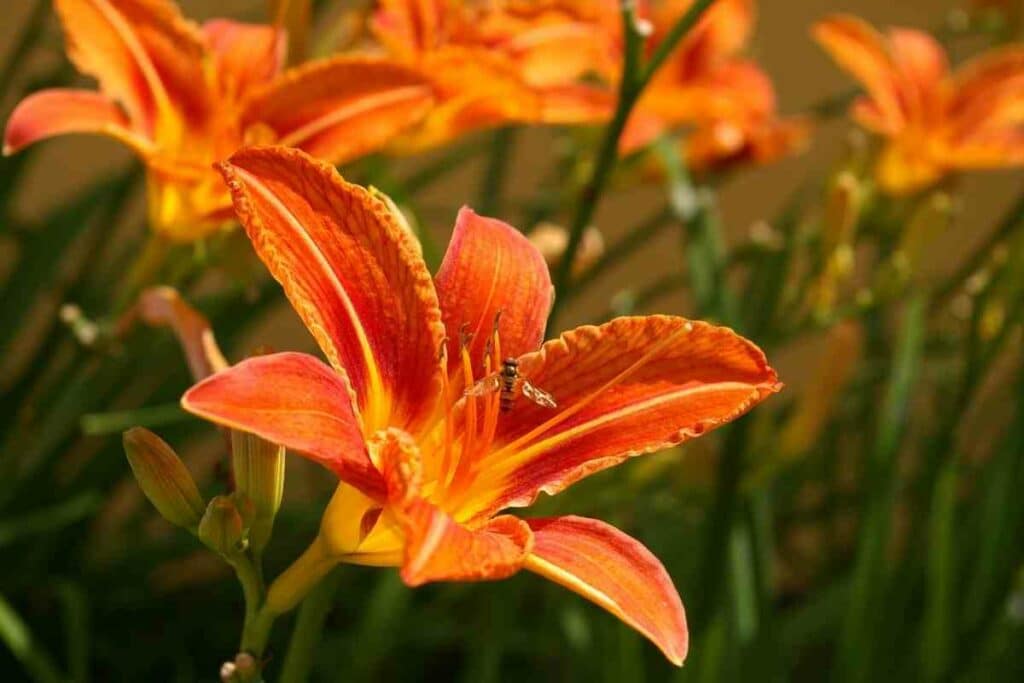 Daylilies flowering