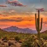 Guide to Desert Plants: Types, Adaptations, and Landscaping Tips Featured Image