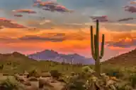 Guide to Desert Plants: Types, Adaptations, and Landscaping Tips Featured Image