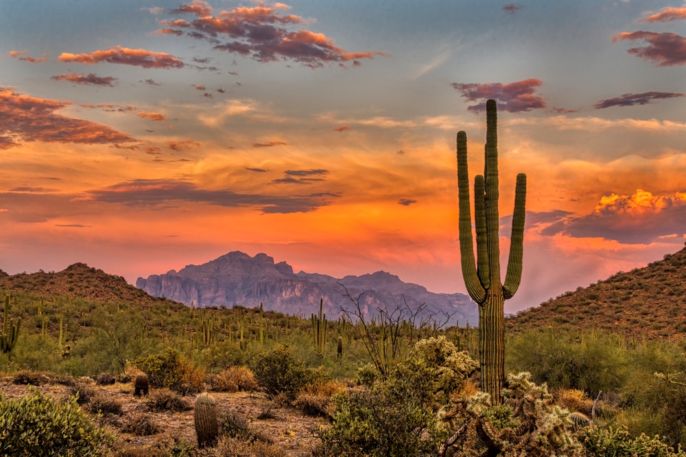 Guide To Desert Plants: Types, Adaptations, And Landscaping Tips