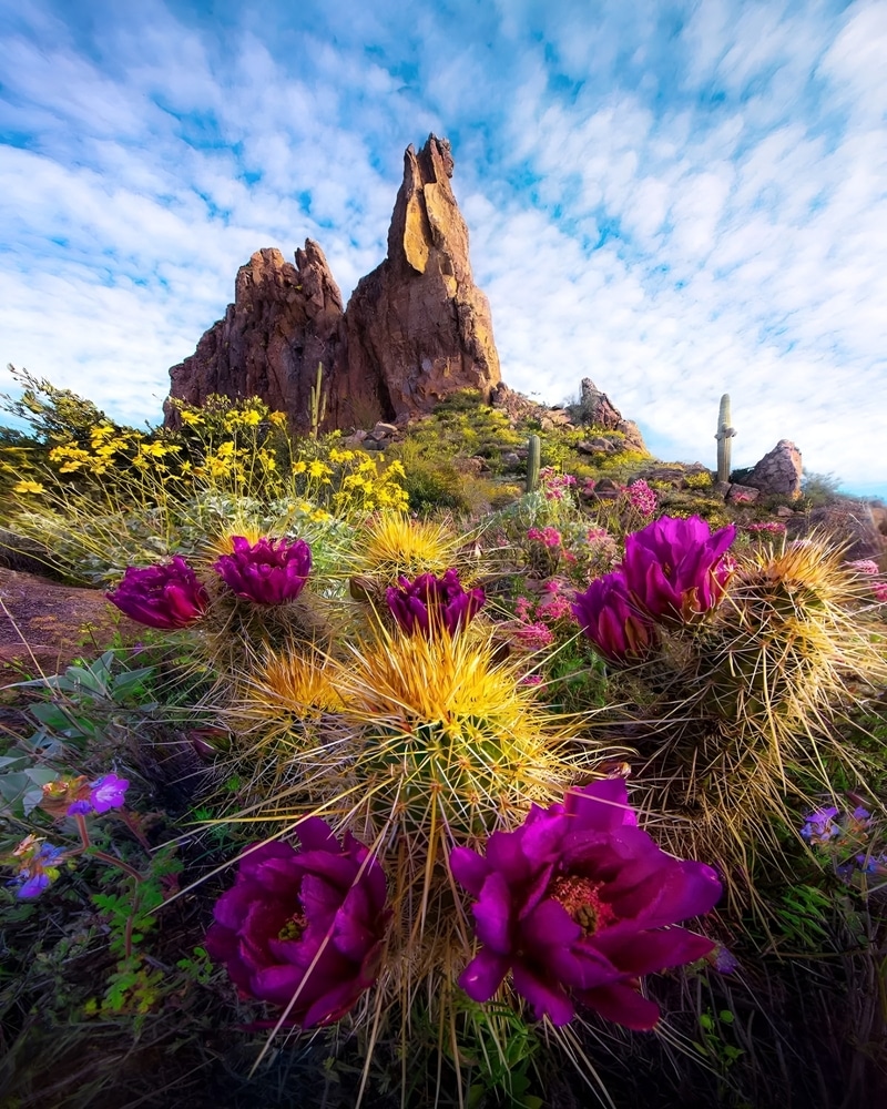 Overview Of Desert Ecosystems