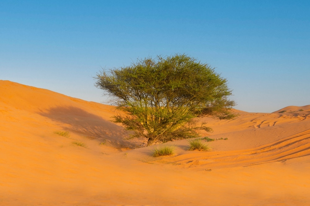 Adaptations Of Desert Plants