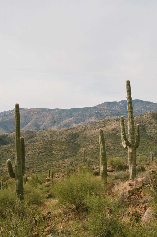 Benefits And Uses Of Desert Plants