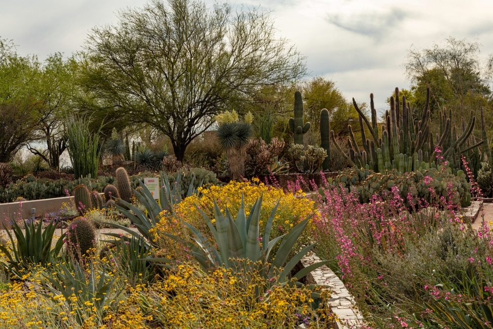 Landscaping With Desert Plants