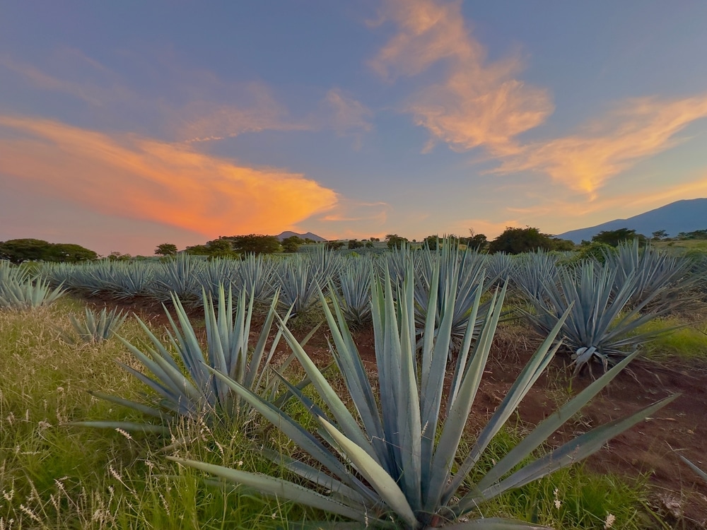 Agave