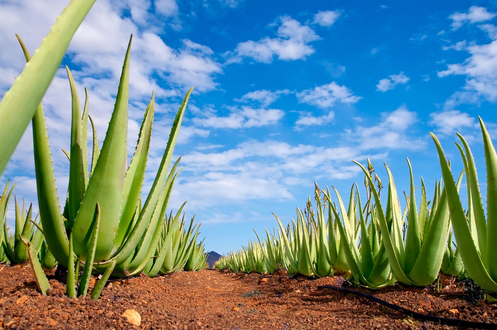 Aloe