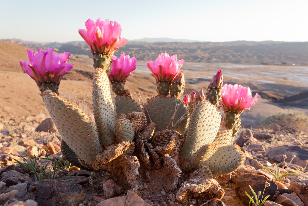 Beavertail cactus