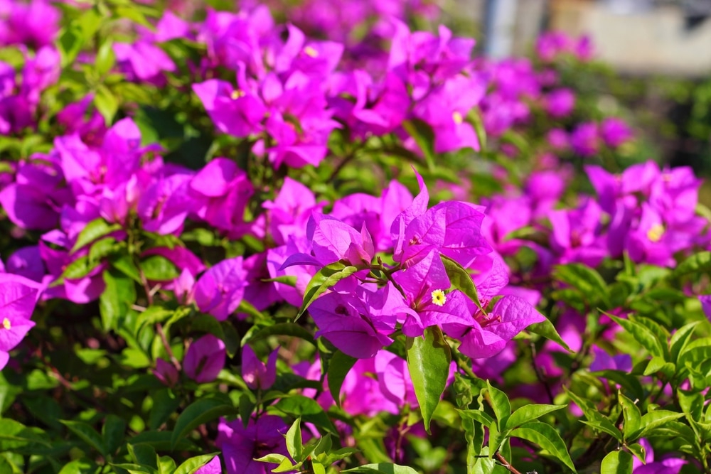 Bougainvillea