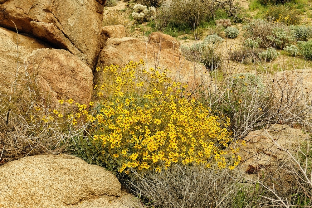 Brittlebush