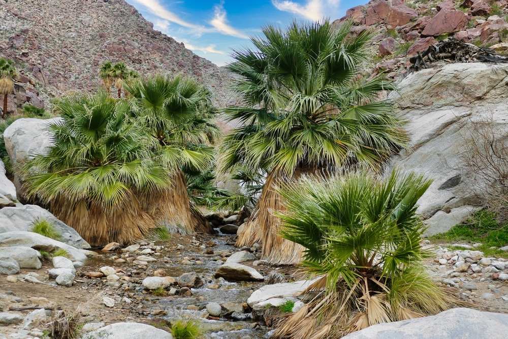 California Fan Palm