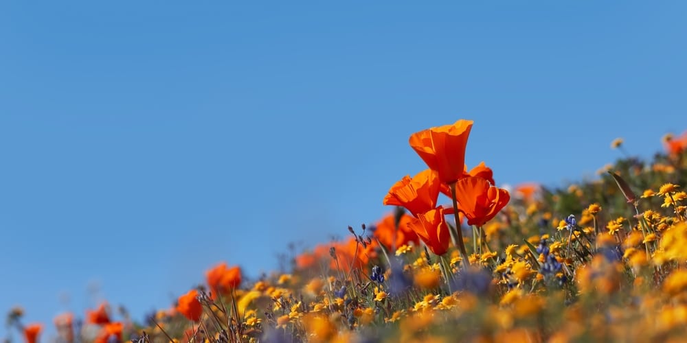 California Poppy