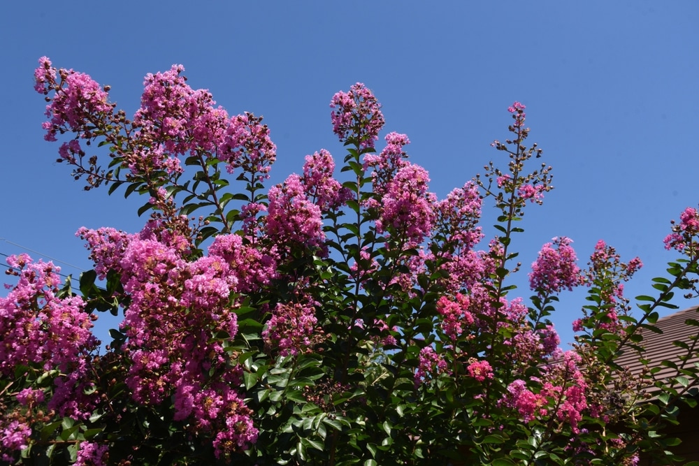 Crape Myrtle