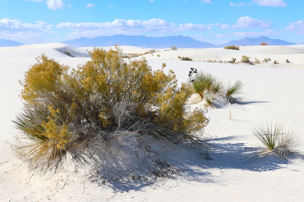 Creosote Bush