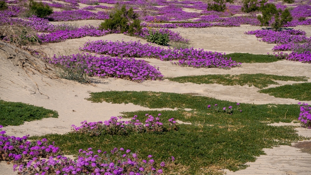 Desert Lavender