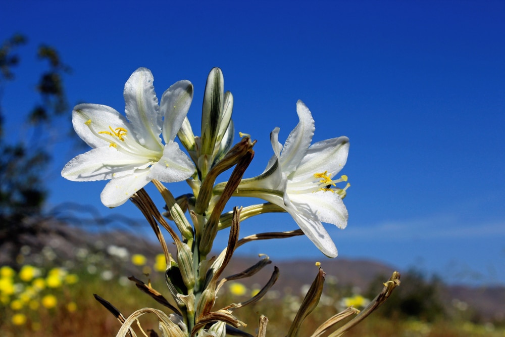 Desert Lily