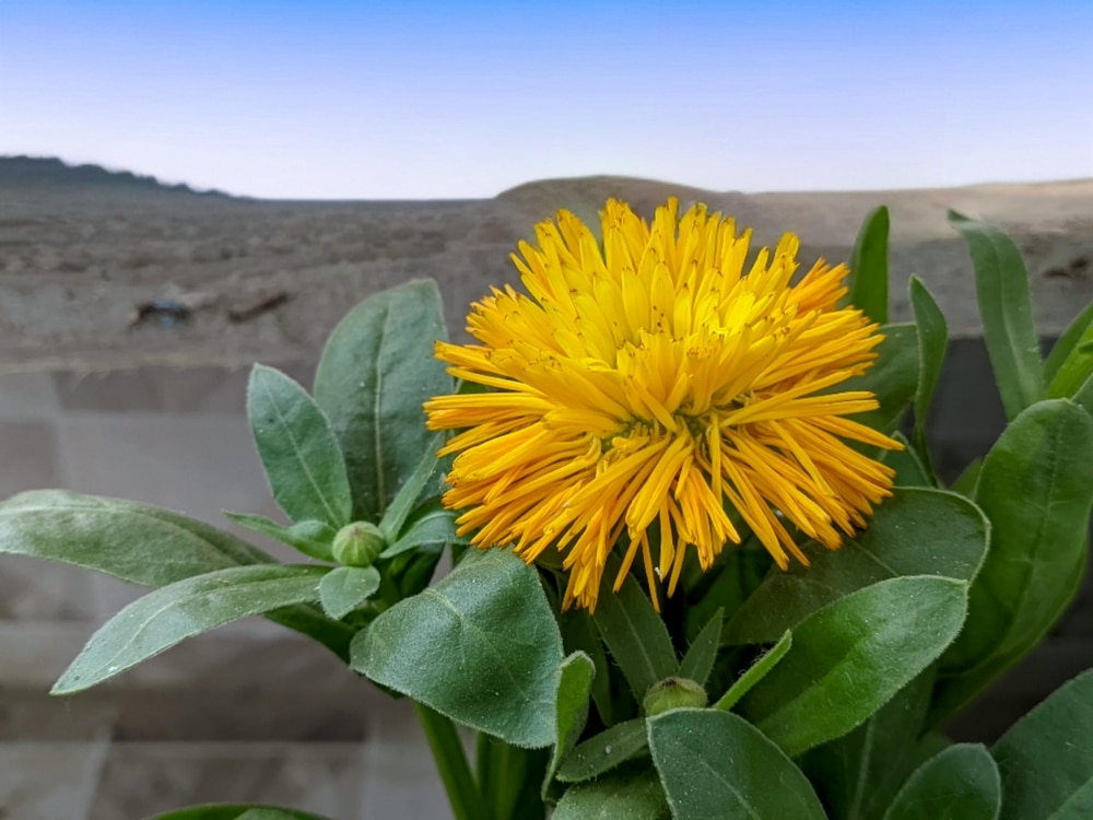 Desert Marigold