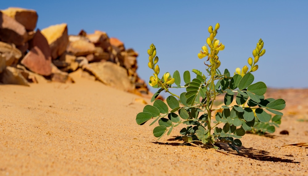 Desert Senna