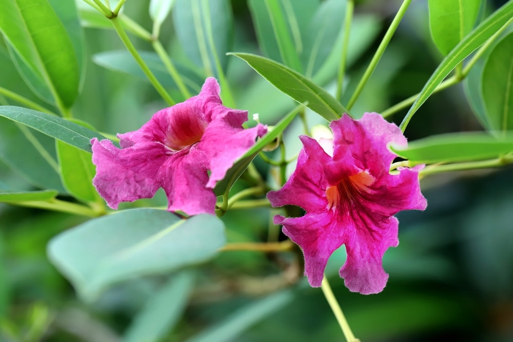 Desert Willow