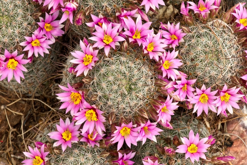 Fishhook Cactus