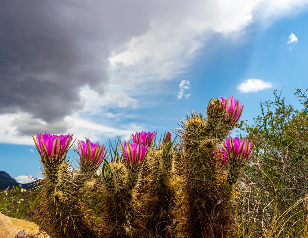 Hedgehog Cactus