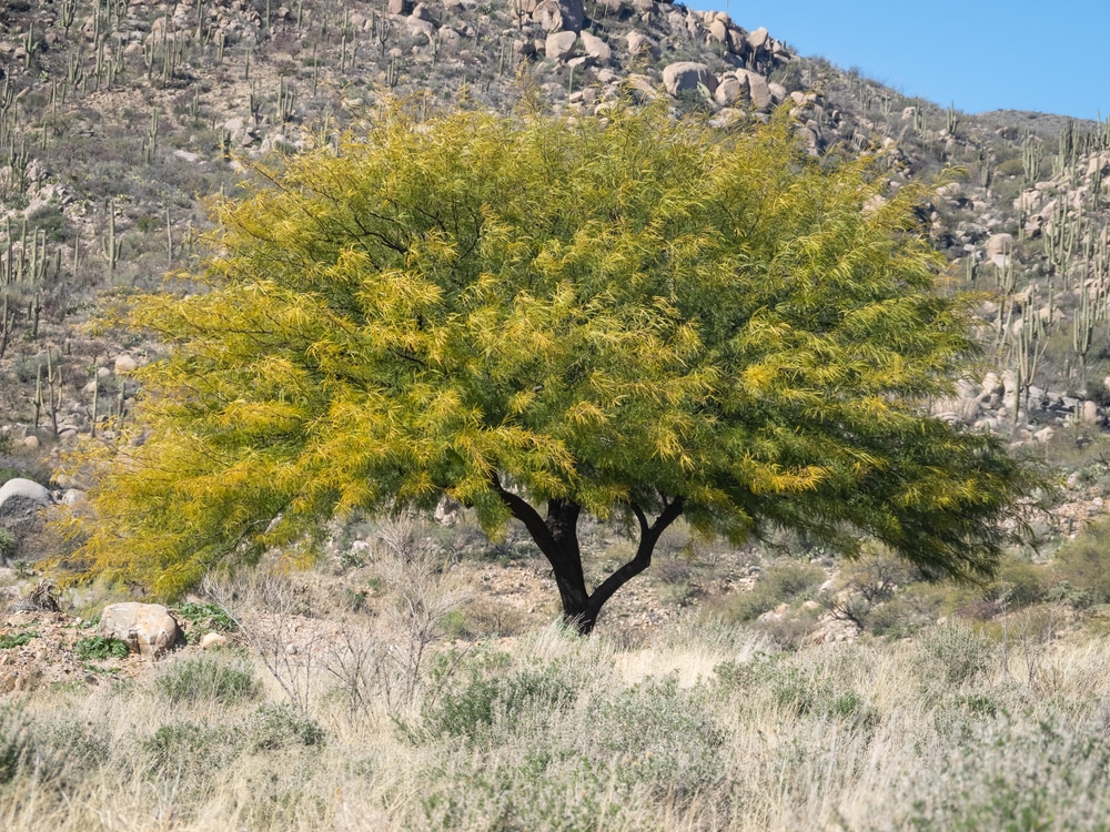 Mesquite Tree