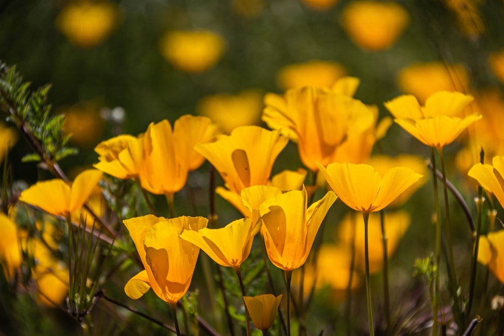 Mexican Poppy