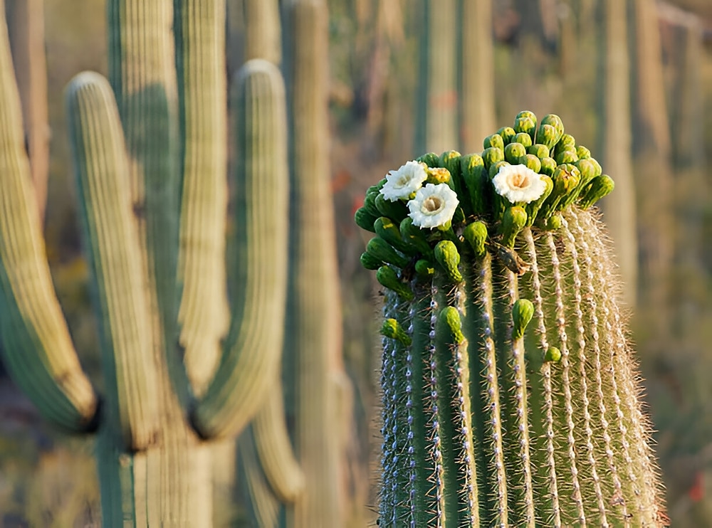 saguaro cactus