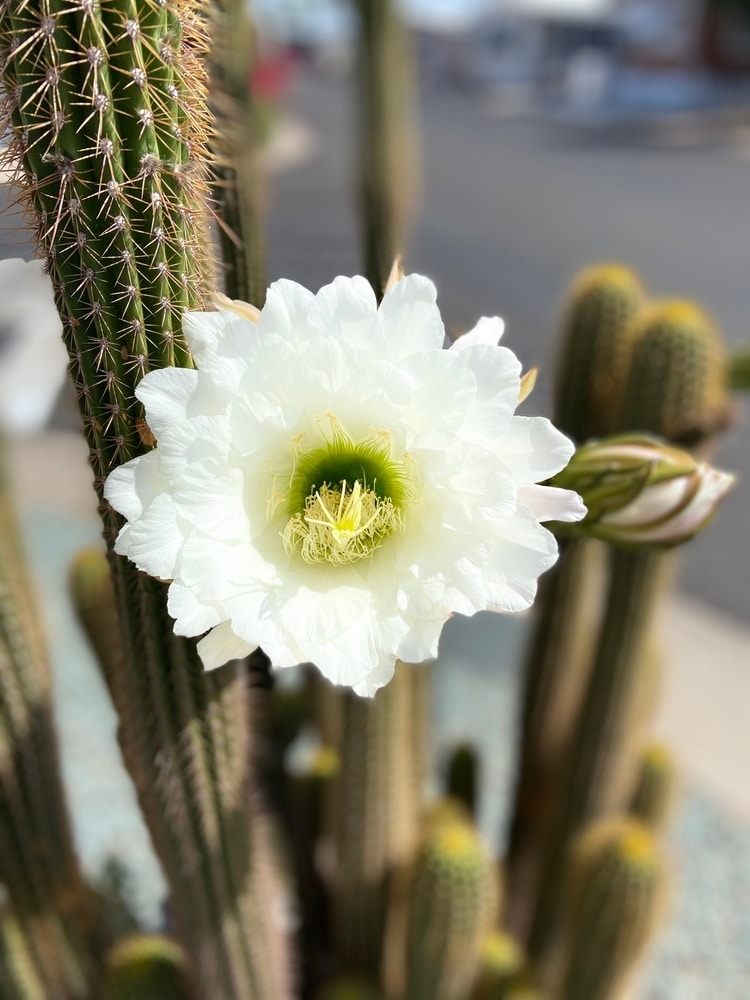 Senita Cactus