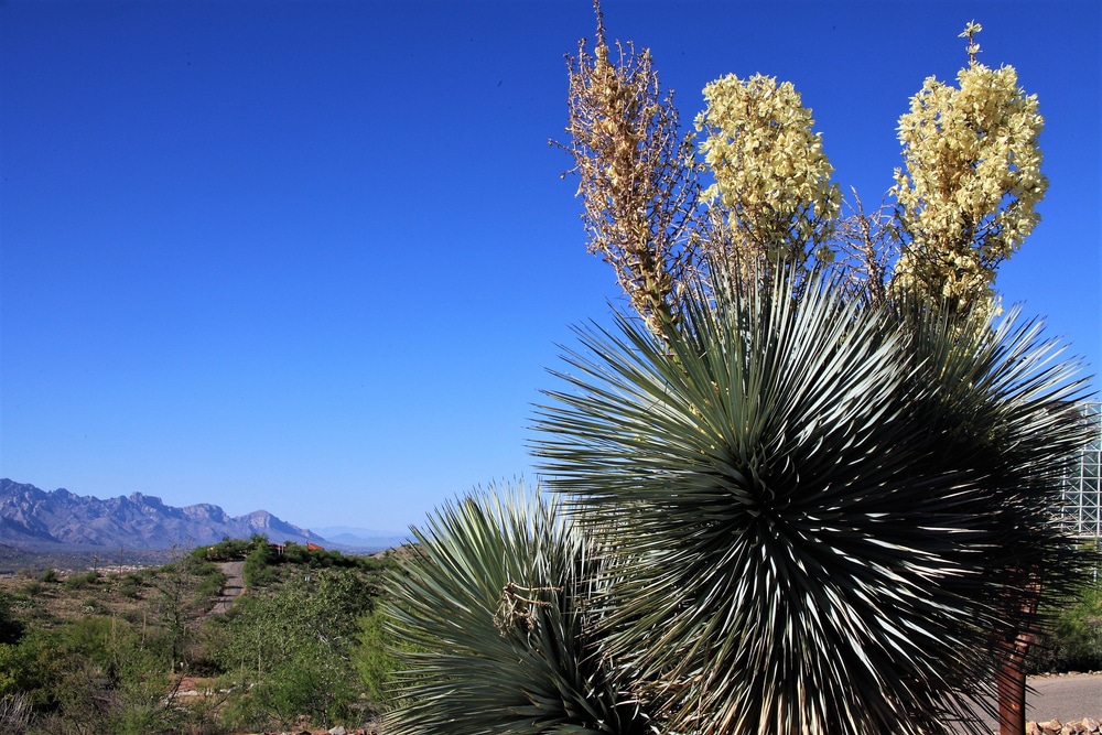 Soaptree Yucca