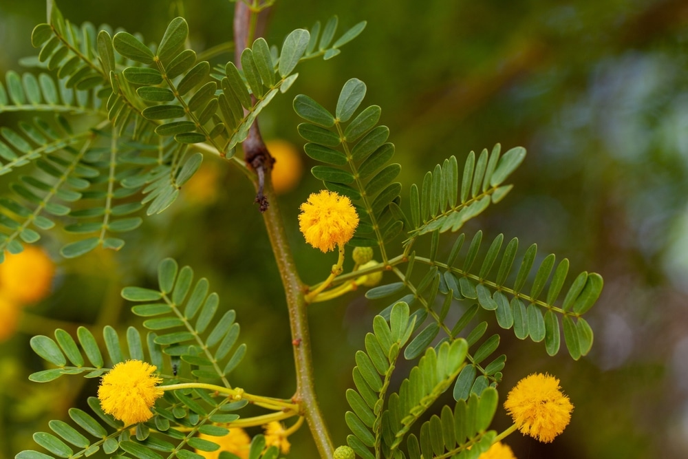 Whitethorn Acacia