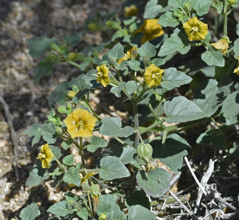 Yellow Nightshade