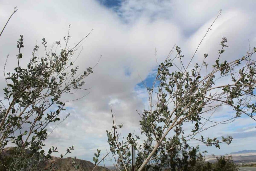 Desert lavender bush