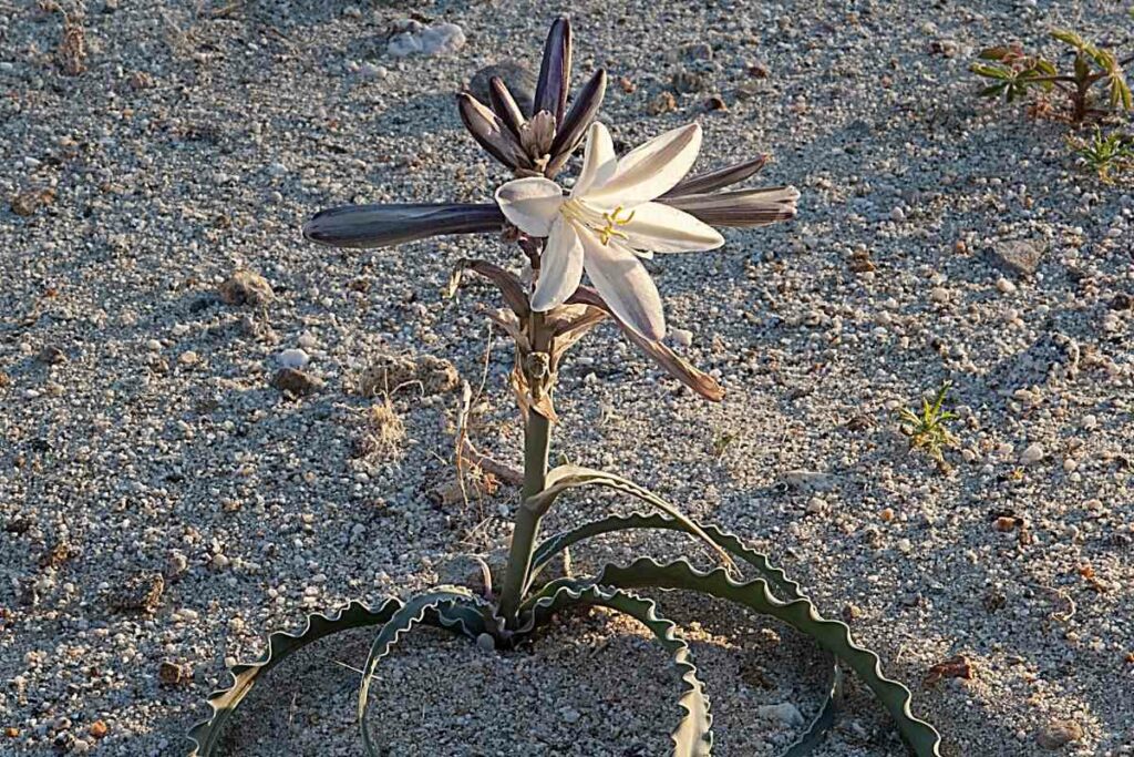 Desert lily white