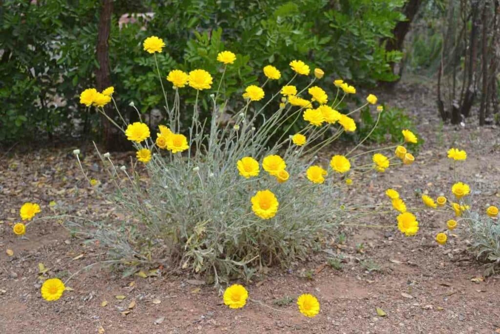 Desert marigold yellow