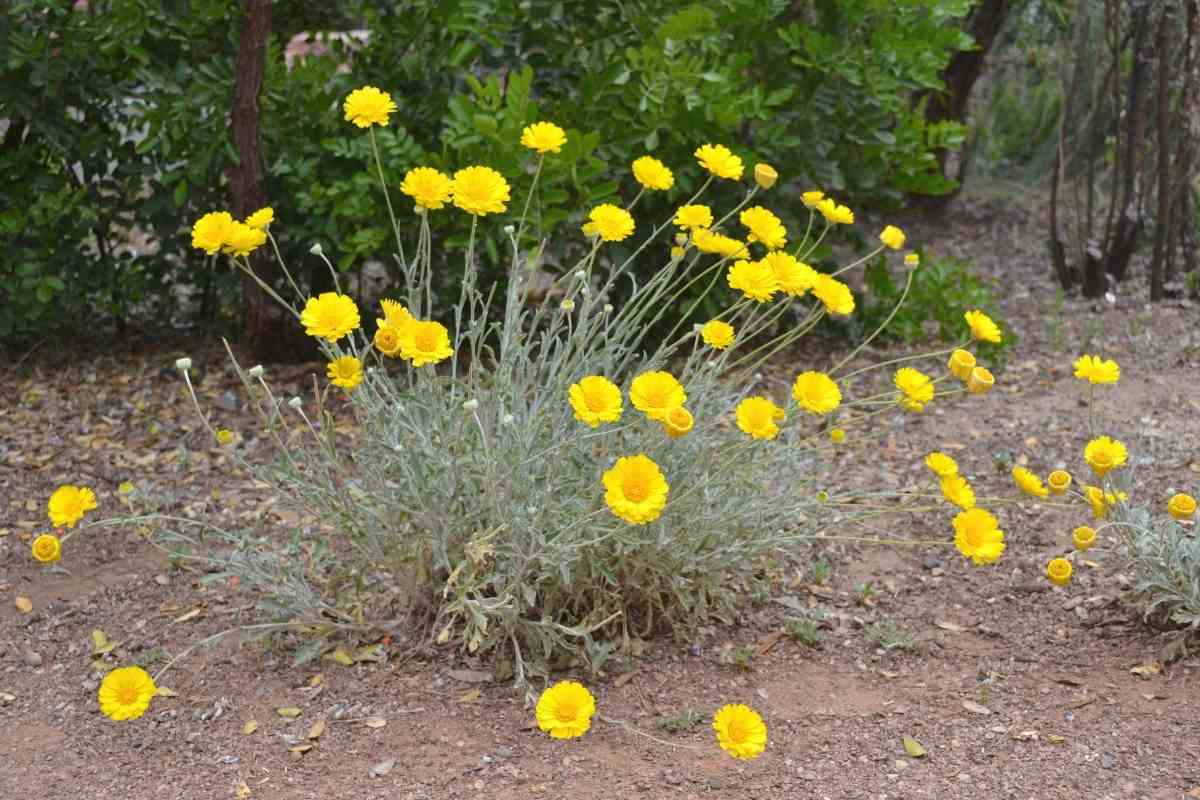19 Desert Plants With Images And Growing Details Gardenia Organic