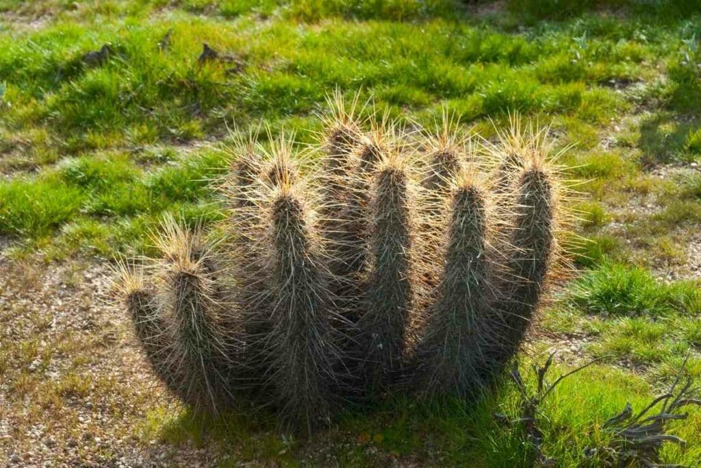 Growing desert plants at home